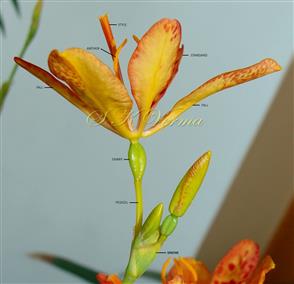  Rhipidium (Cymose Inflorescence)